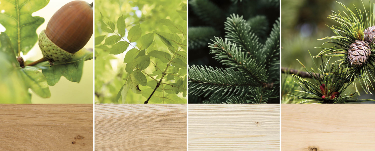 Die Holzarten unserer Massivholz-Betten in der Übersicht