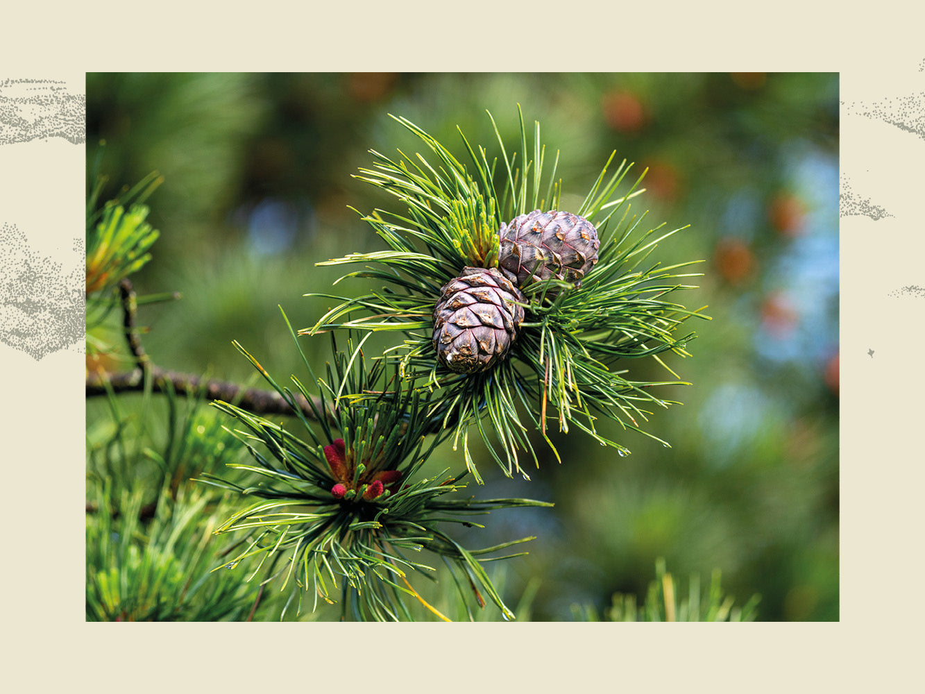 Was ist Zirbe? 3 Fakten über die Königin der Alpen