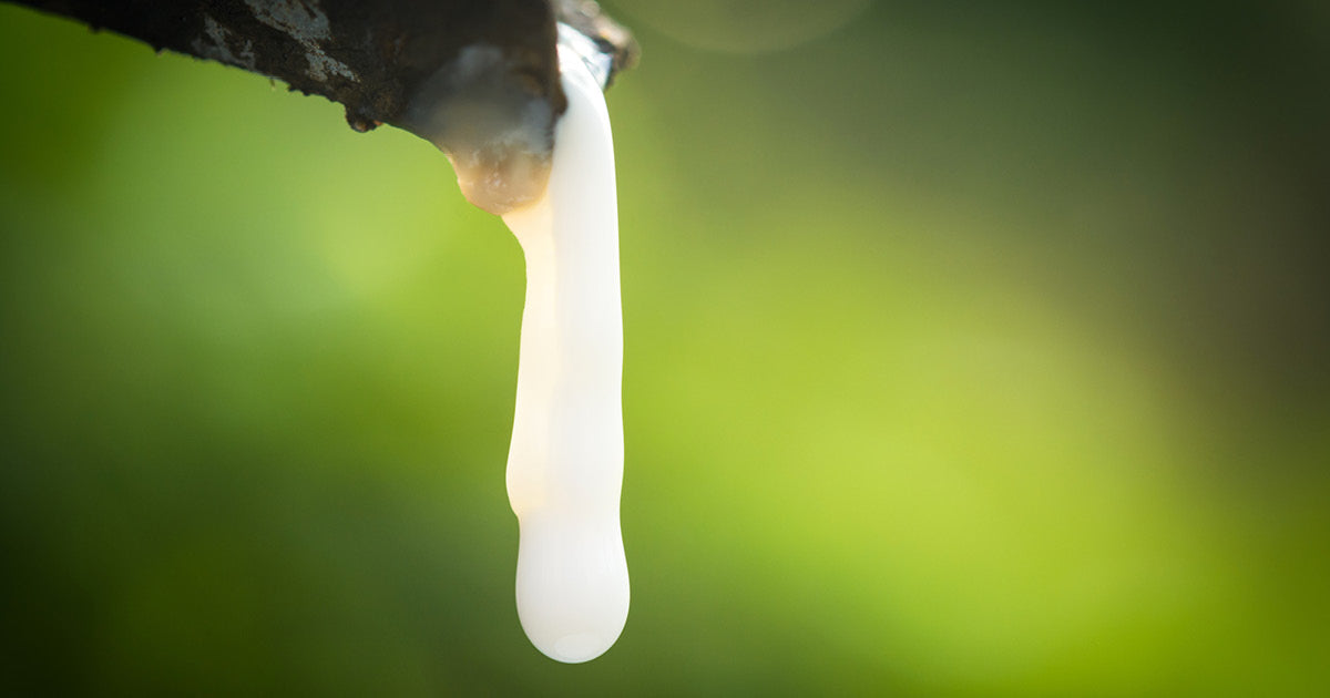 Natur-Latex oder Kaltschaum